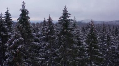 Kışın yukarıdan karlı iğne ağaçları