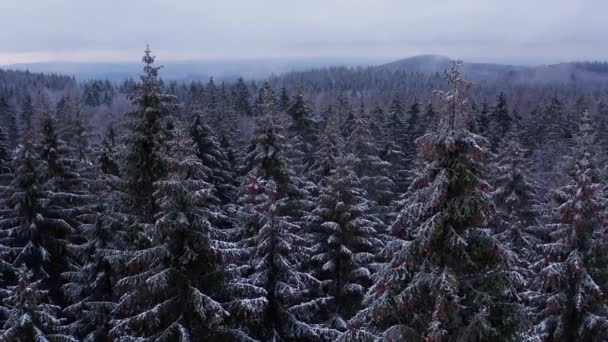 Śnieżne Drzewa Igieł Zimą Góry — Wideo stockowe