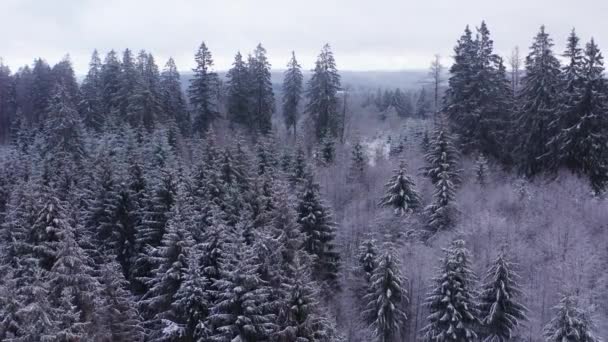 Yukarıdan Bir Kış Iğnesi Ormanı Dağları — Stok video