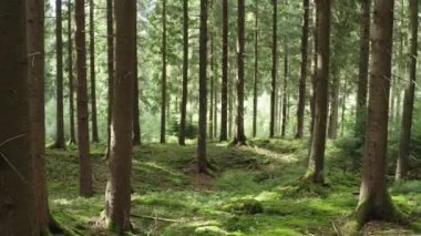 Yeni yeşil orman zemini olan eski bir iğne ormanı.