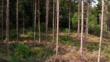 Yeşil bir yaz ormanının ortasında