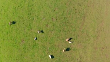 Beyaz inekler yukarıdaki otlaklarda