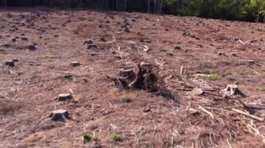 Düşük açıyla çekilen kesik bir orman parçası.