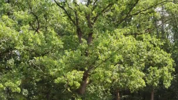Meio Uma Floresta Verde Verão — Vídeo de Stock