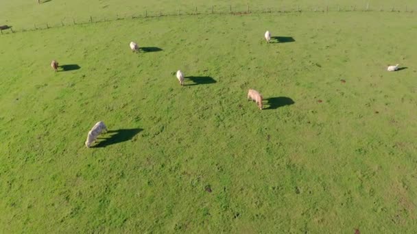 Vacas Brancas Pasto Cima — Vídeo de Stock