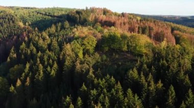 Yukarıdan karışık güneşli bir sonbahar ormanı