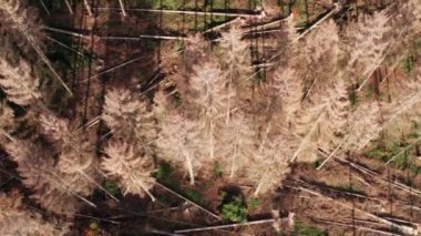 Yukarıdan kısmen kesilmiş kozalaklı bir orman.
