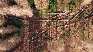 Yukarıdan kısmen kesilmiş kozalaklı bir orman.