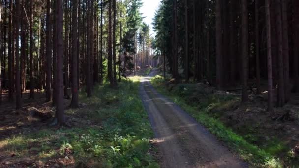 Caminho Floresta Árvore Agulha Filmado Para Trás — Vídeo de Stock