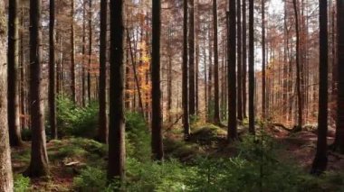 Bir sonbahar iğnesi ormanının içinde