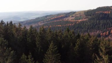 Almanya 'daki Sauerland ormanları.