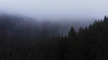 4K 'da çekilmiş sisli bir kış iğnesi ormanı.