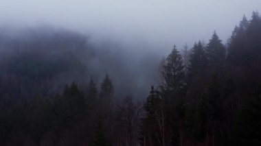 4K 'da çekilmiş sisli bir kış iğnesi ormanı.