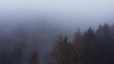 4K 'da çekilmiş sisli bir kış iğnesi ormanı.