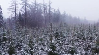 4K 'da çekilen karlı ve sisli bir kış ormanı.
