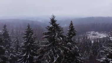 4K 'da çekilen karlı ve sisli bir kış ormanı.