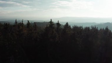 İğne ağacı orman siluetleri günbatımında 4K 'da çekiliyor.