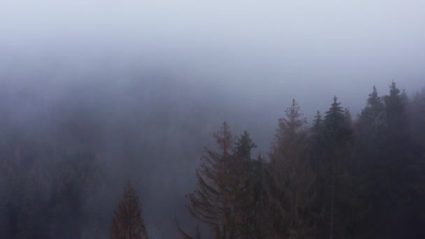 Туманний Зимовий Голчастий Ліс Знятий — стокове відео