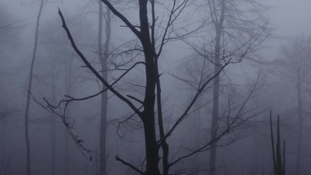 Egy Ijesztő Ködös Téli Erdőben — Stock videók