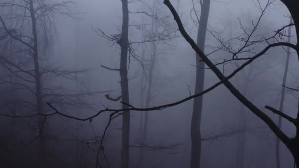Egy Ijesztő Ködös Téli Erdőben — Stock videók