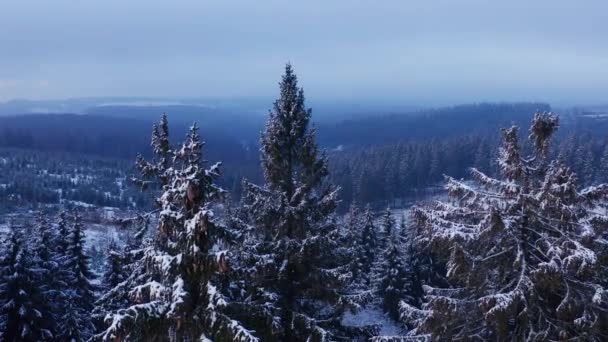 Eine Winterliche Nadelwald Landschaft Gefilmt — Stockvideo