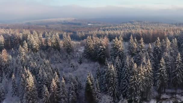 Çekilmiş Bir Kış Iğnesi Orman Manzarası — Stok video