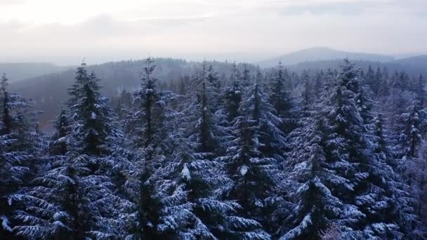 Een Winter Naaldbos Landschap Gefilmd — Stockvideo