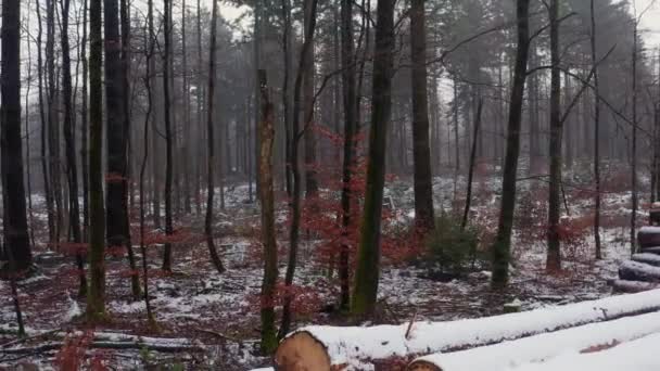 Snöiga Vinterträdstockar Skog Filmad — Stockvideo