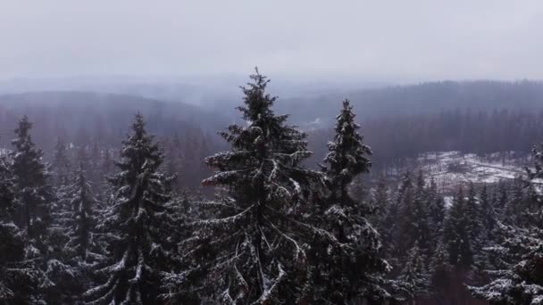 Śnieżny Mglisty Zimowy Las Sfilmowany — Wideo stockowe