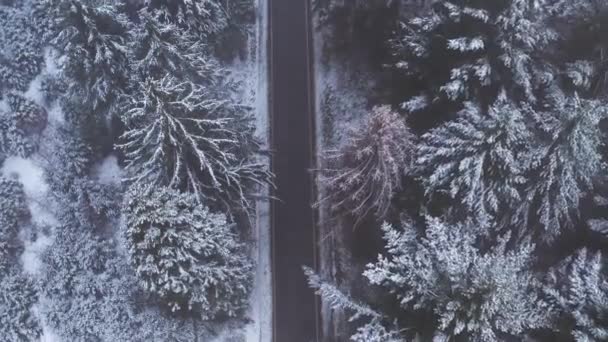 Dodávka Jedoucí Ulici Zimním Lese Natočená Shora — Stock video