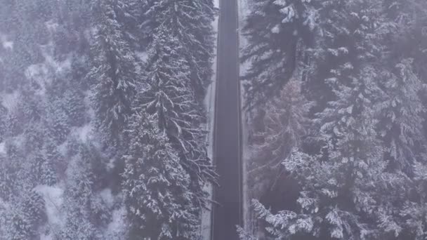 Karlı Bir Kış Ormanı Yolu Yukarıdan Çekildi — Stok video