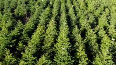 Noel ağacı fidanlığı havadan 4K 'da.