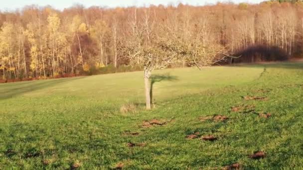 冬天一棵孤零零的落叶树 — 图库视频影像