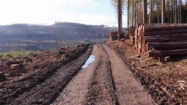 Sonbaharda bir orman yolunda kesilmiş bir orman parçası.