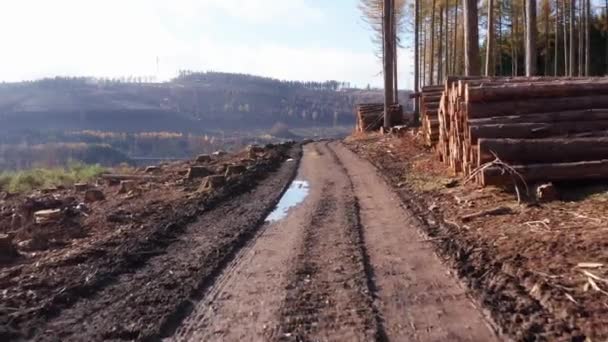 Avverkad Skogsdel Hösten Nära Skogsstig — Stockvideo