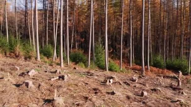 Ένα Υλοτομημένο Μέρος Του Δάσους Φθινόπωρο Γυρίστηκε Ανάποδα Γρήγορη Κίνηση — Αρχείο Βίντεο