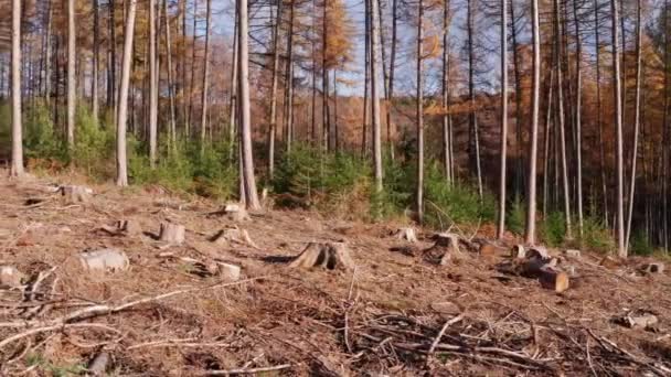 秋天被砍伐的森林部分 拍摄角度较低 — 图库视频影像