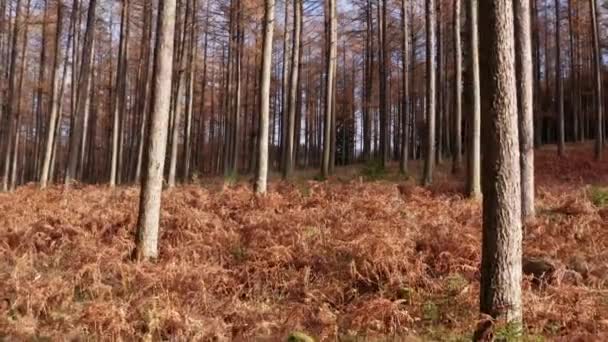 Forêt Épinette Légère Avec Fougère Automne — Video