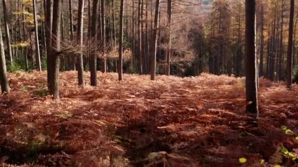 Forêt Épinette Légère Avec Fougère Automne — Video