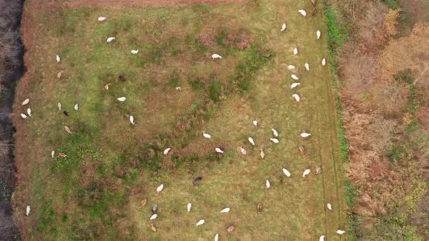 Een Kudde Schapen Een Weiland Van Boven Gefilmd — Stockvideo