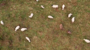 Yukarıdaki çayırda bir koyun sürüsü 4K 'da filme alındı.