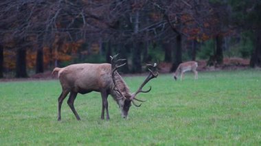 Sonbaharda ormanın kenarında bir geyik.