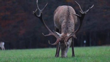 Sonbaharda ormanın kenarında bir geyik.