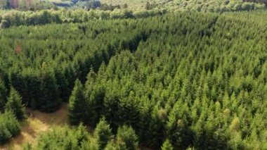 Gökyüzünden yeşil bir karışık orman 