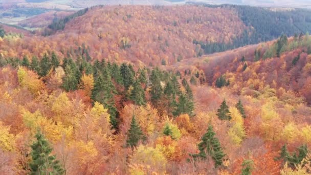 Niektóre Jesienne Wzgórza Leśne Sfilmowane Kierunku Lasu — Wideo stockowe