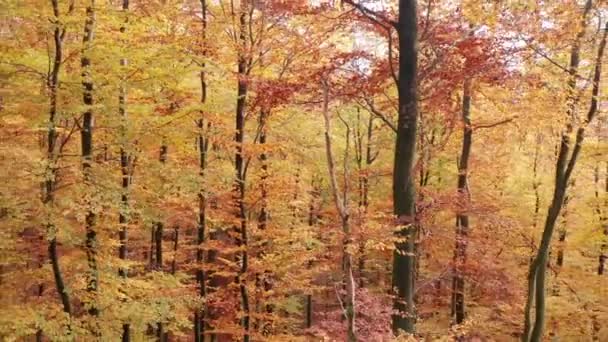 Een Felgekleurde Herfst Bos Gefilmd — Stockvideo