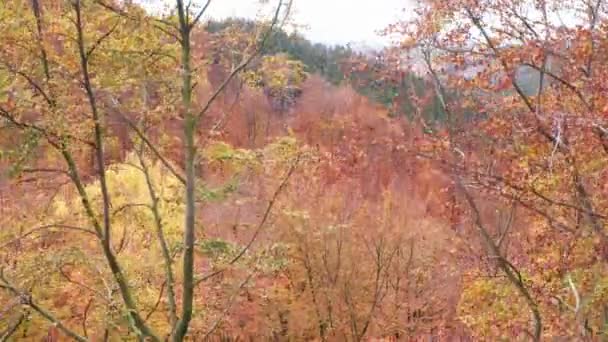 Een Felgekleurde Herfst Bos Gefilmd — Stockvideo