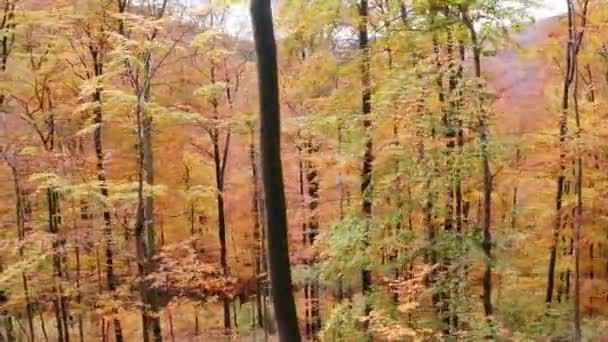 Een Felgekleurde Herfst Bos Gefilmd — Stockvideo