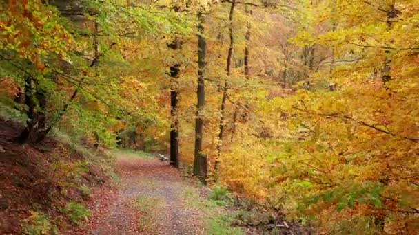 Een Bospad Een Felgekleurde Herfstbos Gefilmd — Stockvideo