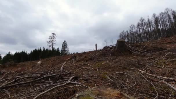 Mrtvý Korkový Brouk Zamořený Lesem Mraky Pohybující Čas Vypršel — Stock video